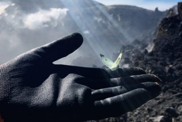 a dark gloved hands holds a butterfly bathed in light.